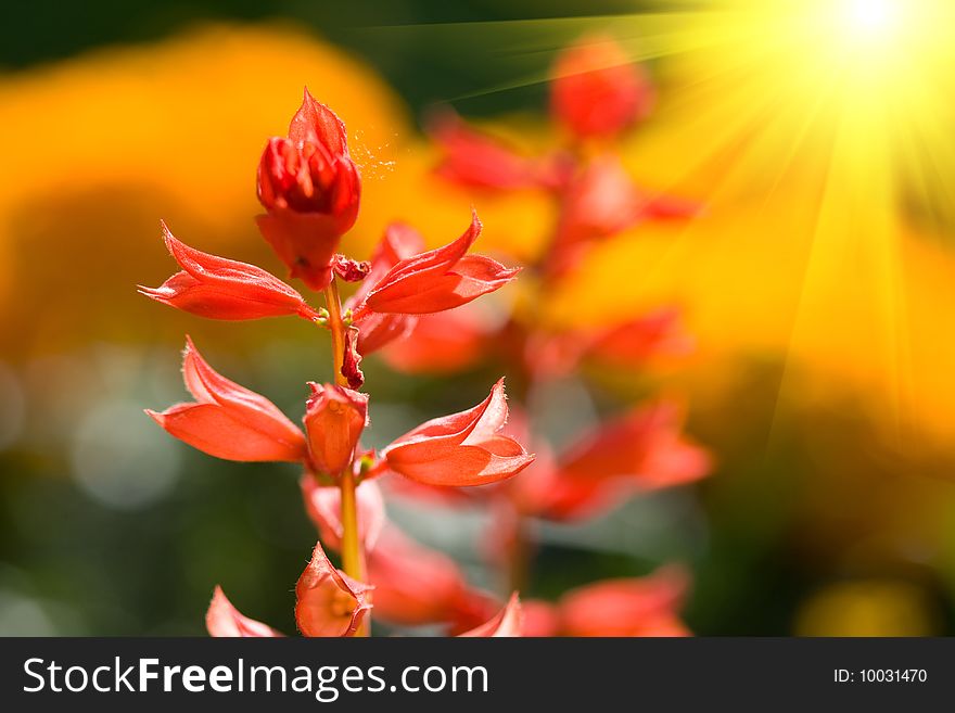 Beautiful red flowers on the field