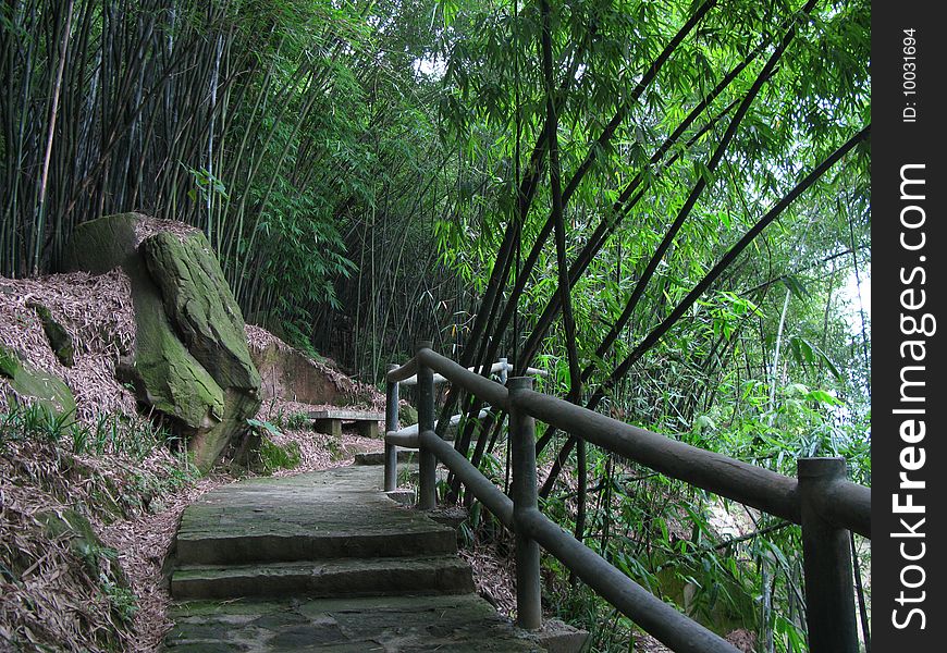 Bamboo trailï¼Œtaken in Chongqing. Bamboo trailï¼Œtaken in Chongqing