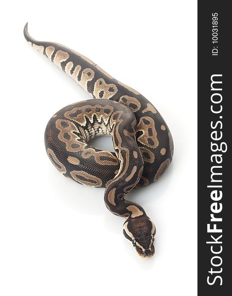 Ball python (Python regius) isolated on white background.