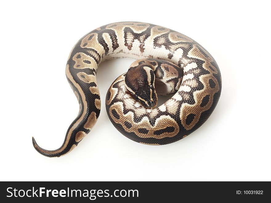 Ball python (Python regius) isolated on white background.