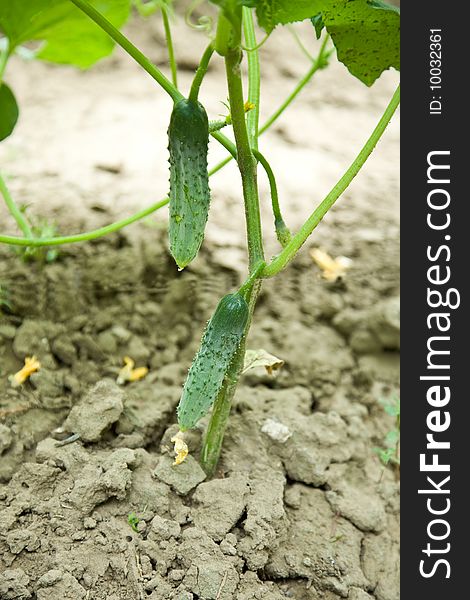 Two green cucumbers grow on a bed