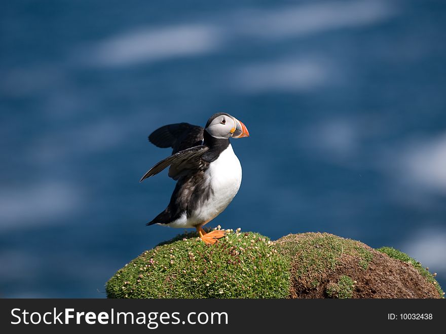 Puffin on Handa Island Scotland. Puffin on Handa Island Scotland