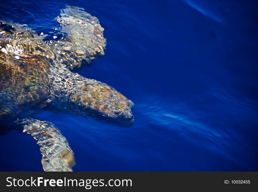 A photo of a sea turtle in a blue sea. A photo of a sea turtle in a blue sea