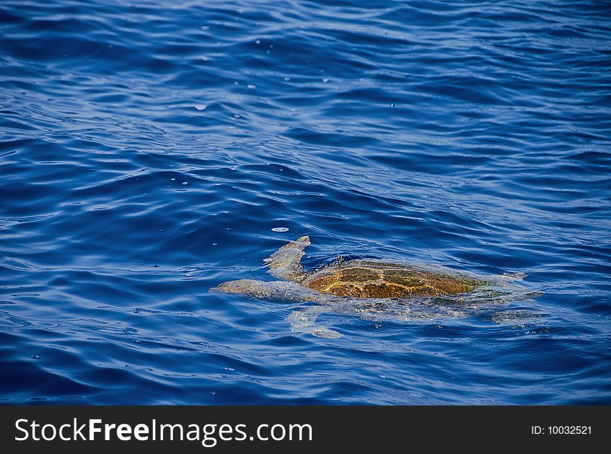 A photo of a sea turtle in a blue sea