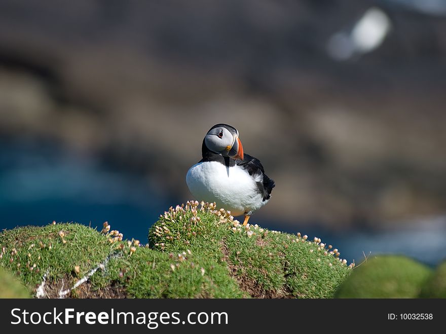 Puffin on Handa Island Scotland. Puffin on Handa Island Scotland