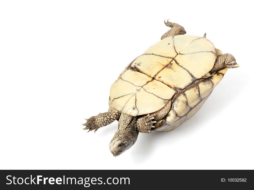 Coahuilan Box Turtle (Terrapene Coahuila) isolated on white background.