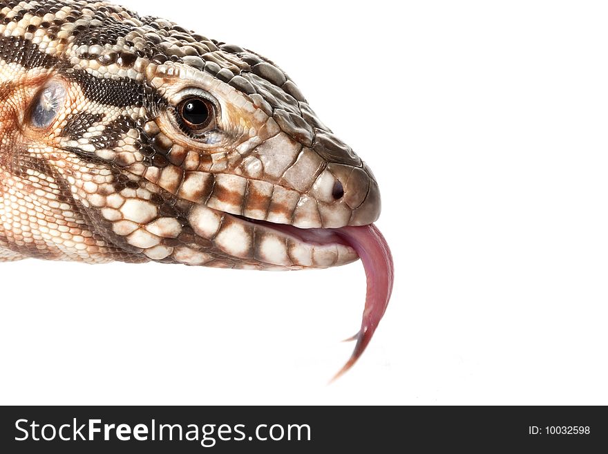 Red Tegu (Tupinambis rufescens) isolated on white background.