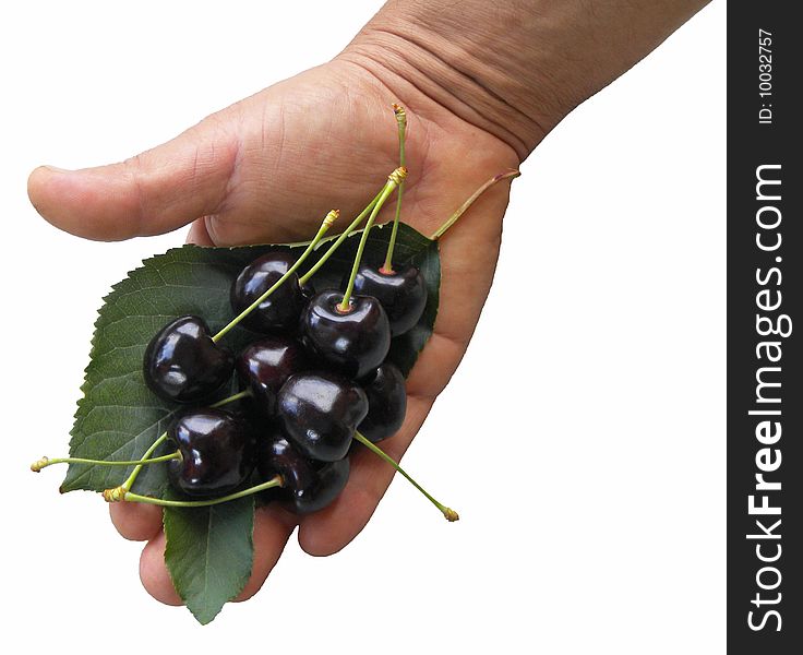 Sweet cherries presented on a hand with their leaves. They seem a present or a presentation!. Sweet cherries presented on a hand with their leaves. They seem a present or a presentation!