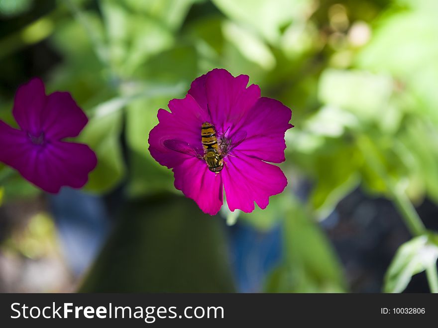 A Wasp On A Pink Flower