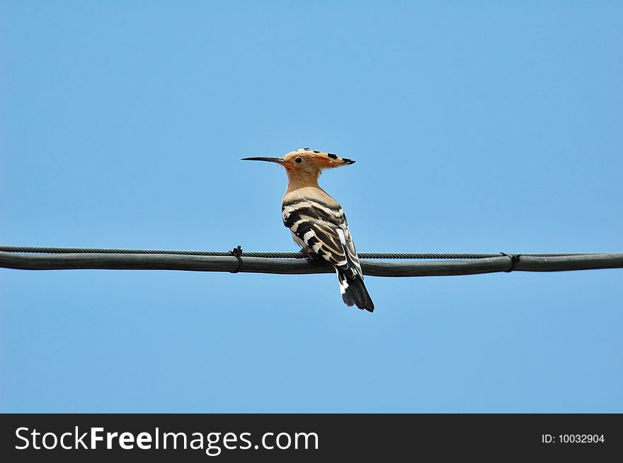 A young hoopoe on a wire against a blue sky. A young hoopoe on a wire against a blue sky