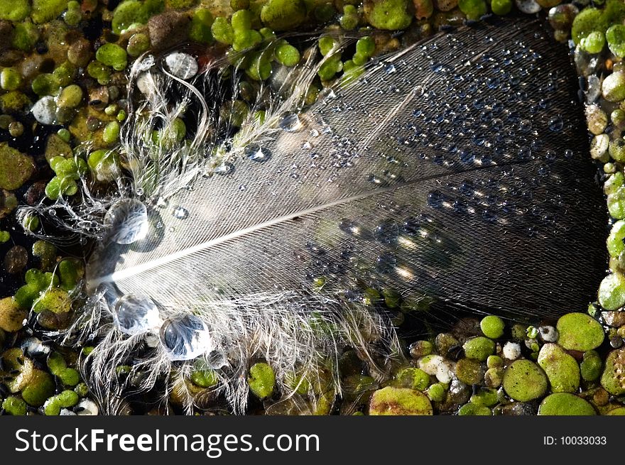 Feather with raindrops