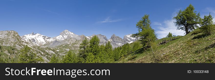 These are pine trees in ovronnaz switzerland. These are pine trees in ovronnaz switzerland