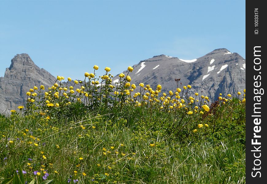 Mountain flowers in a mountain landscape switzerla