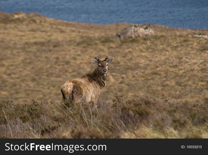 Red Deer in Scotland near Loch Lurgainn. Red Deer in Scotland near Loch Lurgainn
