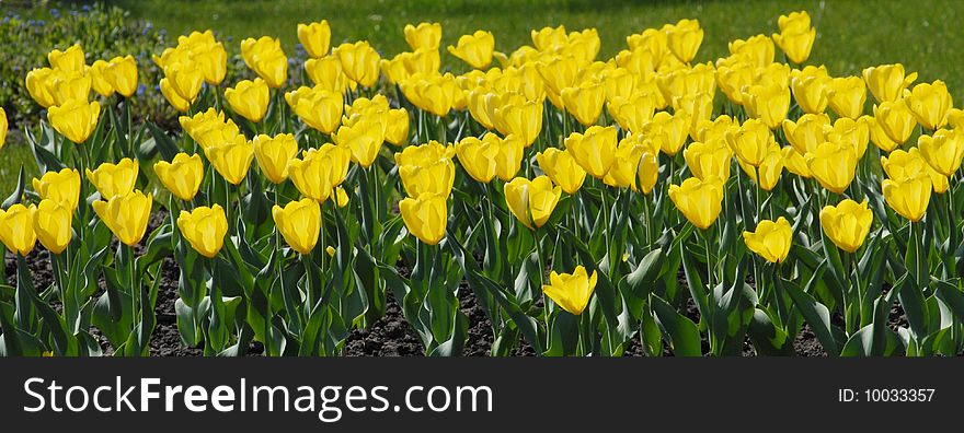 Row of yellow tulips in a flowerbed