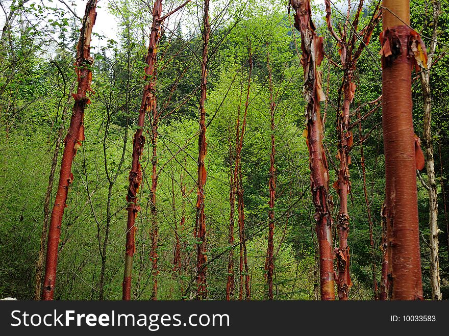 Red Birches