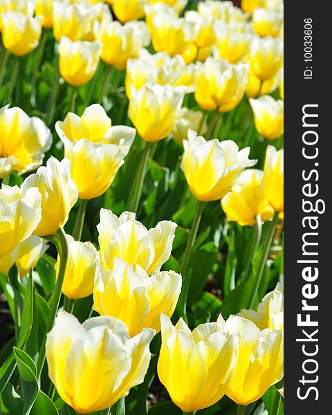 White-yellow blooming tulips in botanic garten. White-yellow blooming tulips in botanic garten