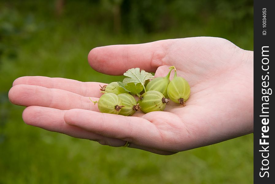 Gooseberry On The Hand