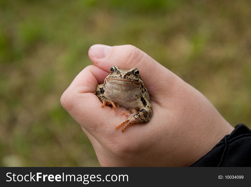 Little frog in the hand