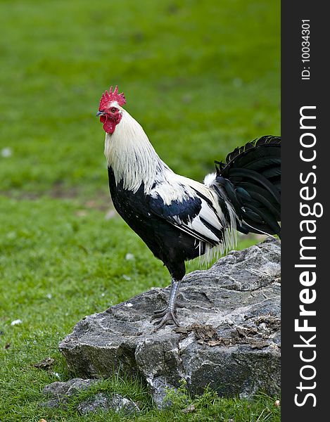 A large red headed rooster standing on a rock. A large red headed rooster standing on a rock