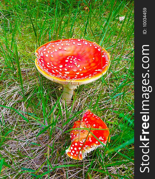 Summer time - mushroom in forest. Summer time - mushroom in forest