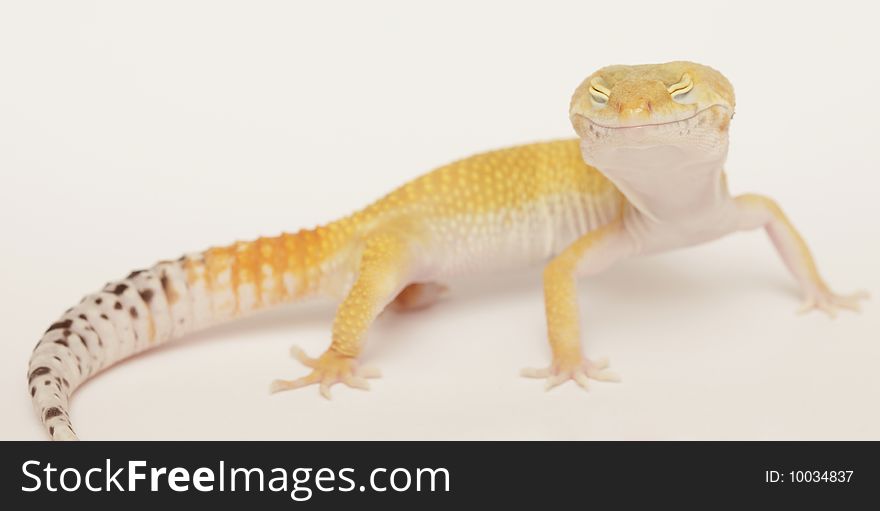 Orange Gecko with hsi eyes closed