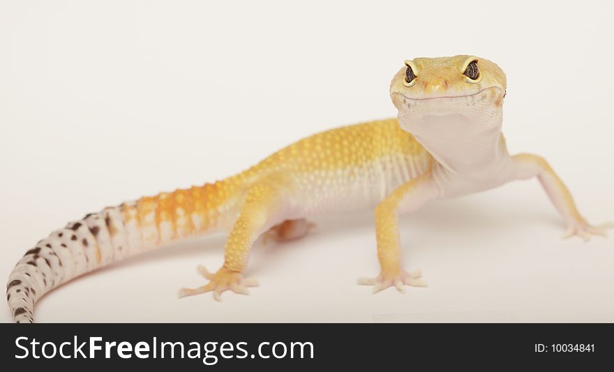 Orange gecko isolated on white