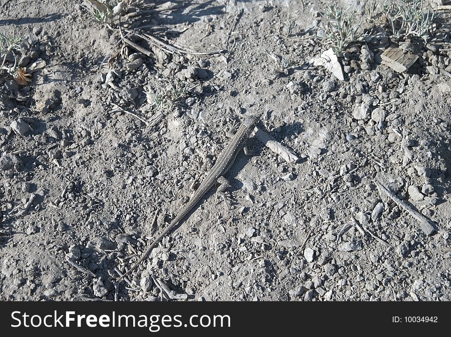 Lizard Sitting On Sand