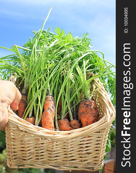 Freshly harvested organically grown carrots. Crop with leaves and stalks still on set in a wicker type basket held aloft in the hand against a sky backdrop. Freshly harvested organically grown carrots. Crop with leaves and stalks still on set in a wicker type basket held aloft in the hand against a sky backdrop.