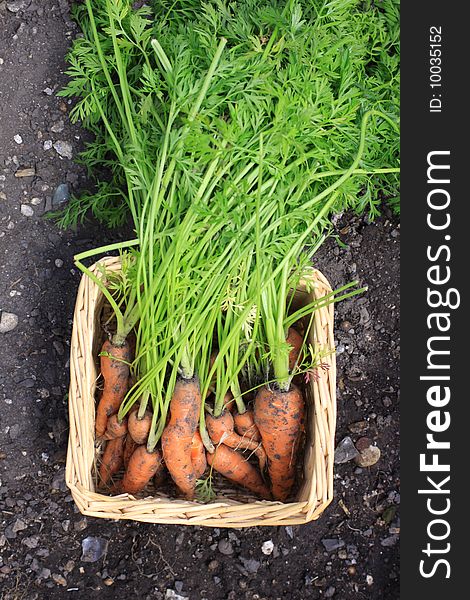 Freshly harvested organically grown carrots. Crop with leaves and stalks still on set in a wicker type basket shot from above on a soil background. Freshly harvested organically grown carrots. Crop with leaves and stalks still on set in a wicker type basket shot from above on a soil background.