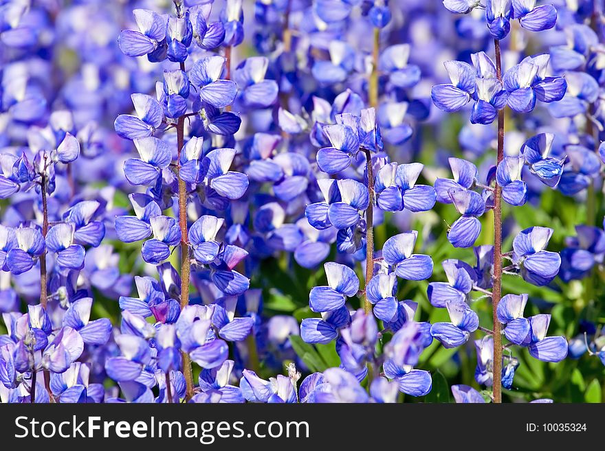 Lupines blooming in North Cascades, State of Washington