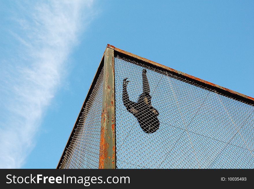 Gibbon in the zoo cage.