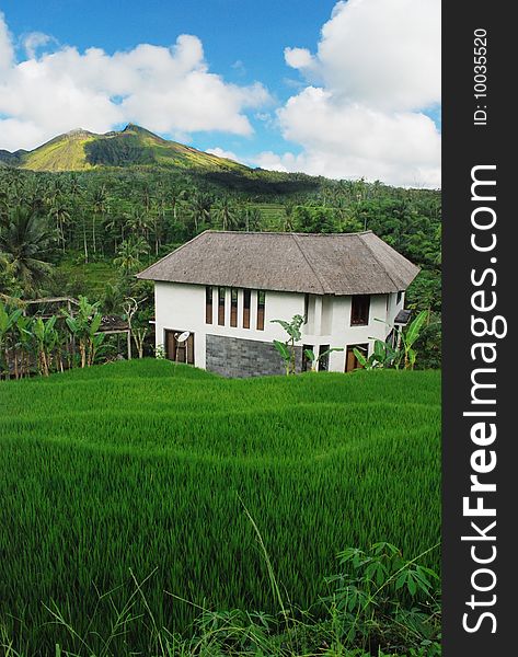 This picture was taken in Bali, Indonesia. It just looks green, fresh with a blue sky , it just feel to be nature. Beautiful foreground meadow makes it wonderful. This picture was taken in Bali, Indonesia. It just looks green, fresh with a blue sky , it just feel to be nature. Beautiful foreground meadow makes it wonderful.