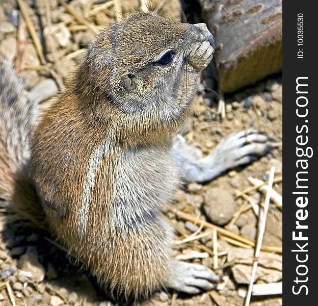 African ground squirrel. Latin name - Xerus inaurus. African ground squirrel. Latin name - Xerus inaurus