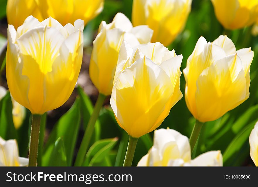 White-yellow flowered tulips in botanic garden