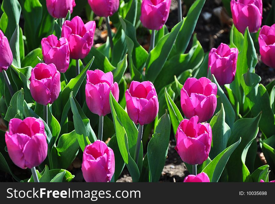 Flowered Purple Tulips