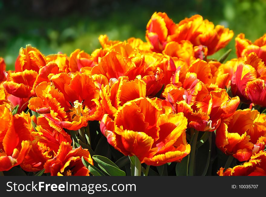 Flowered Tulips