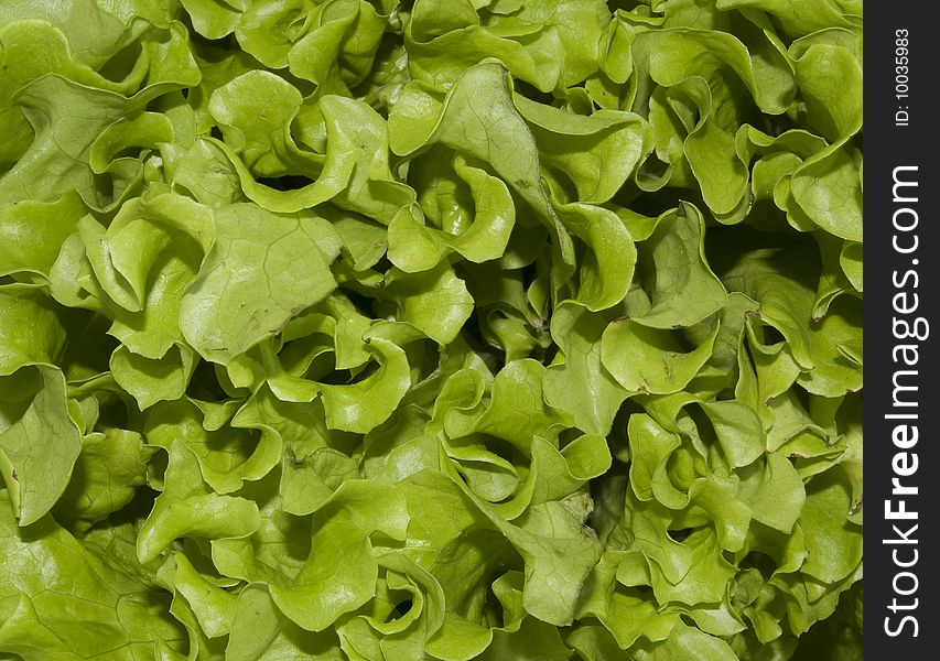 The leaf of green lettuce like a background