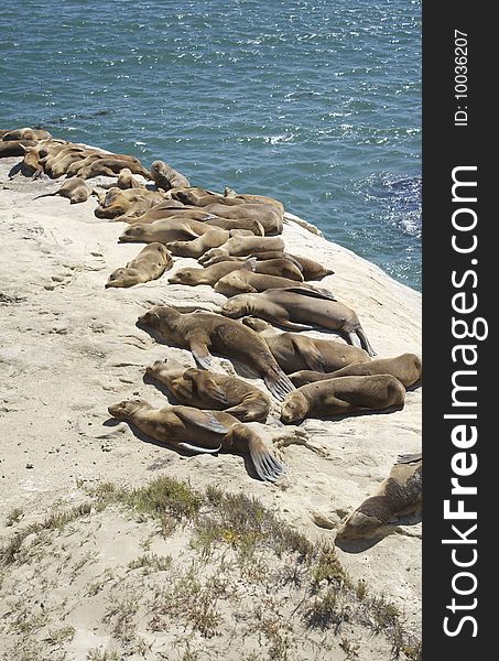 Seals resting at Santa Cruse shore