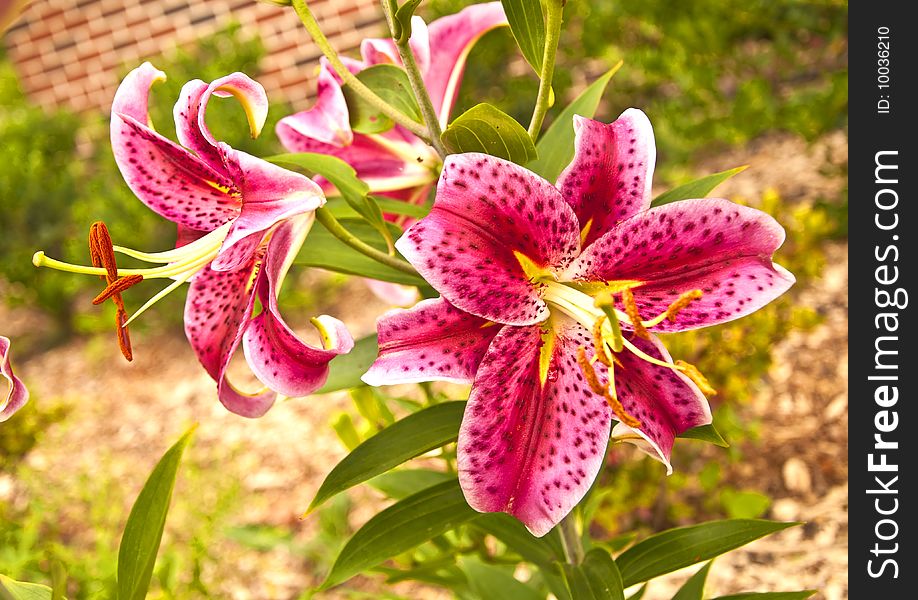 Two pink tiger lilies side by side. Two pink tiger lilies side by side