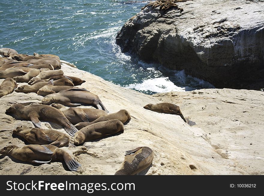 Seals Resting At The Shore