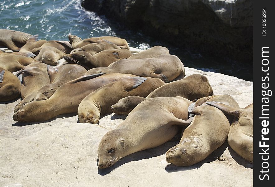 Seals Resting Near Water