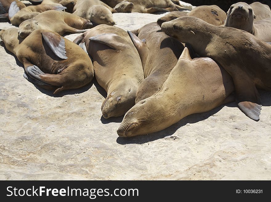 Resting Seals