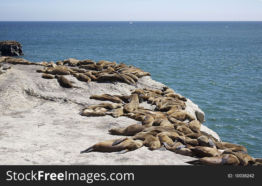 Seals Resting On The Rocks