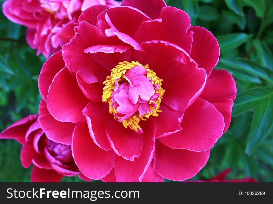 Dark pink peony with green leaves in background