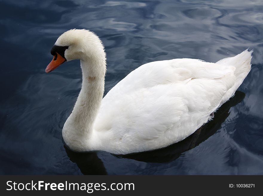 White swan in the water, close up