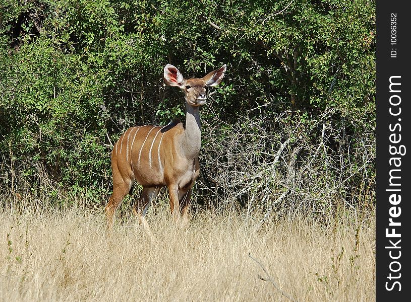Kudu Antelope (Tragelaphus strepsiceros) in the Kruger Park, South Africa, during the dry season.