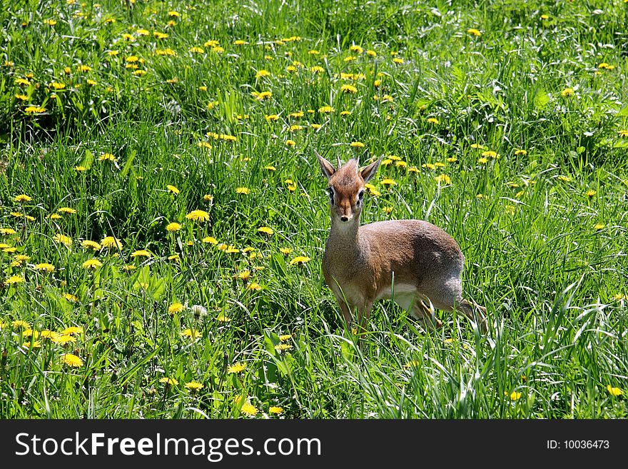 Young gazelle is standing in grass