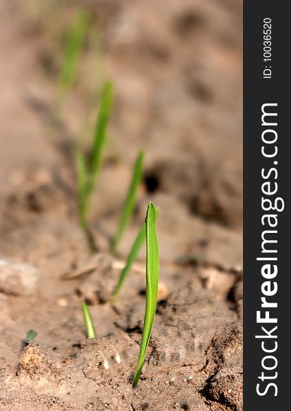 A germination of wheat on fallow spring field