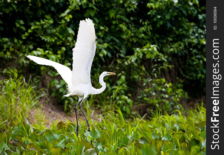 Photo of a white heron flying, with a fish in her beak. Photo of a white heron flying, with a fish in her beak